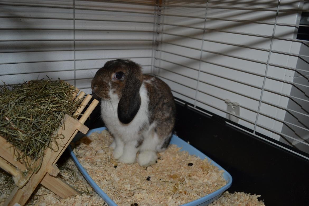 Kanin Octavia billede 2