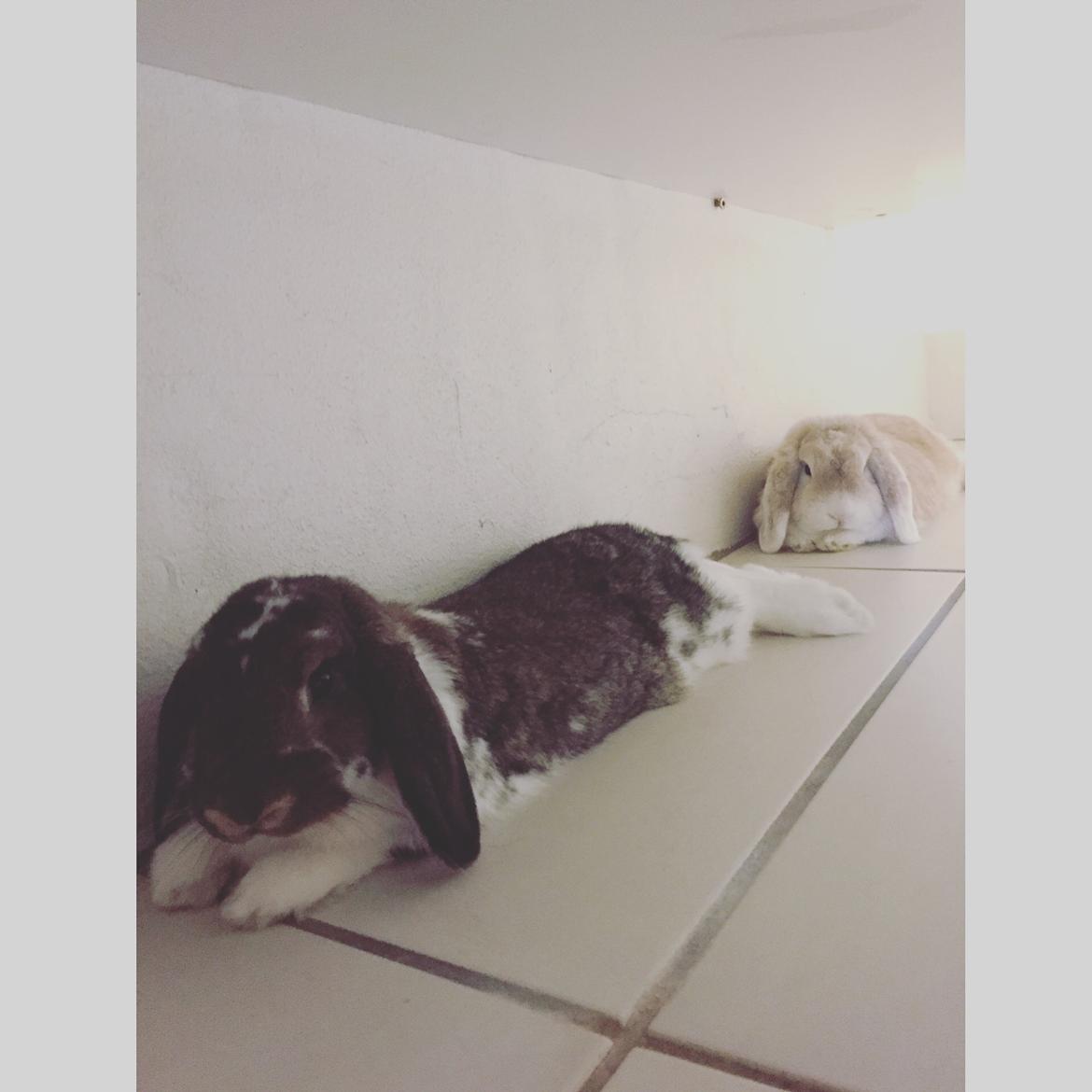 Kanin Octavia billede 10