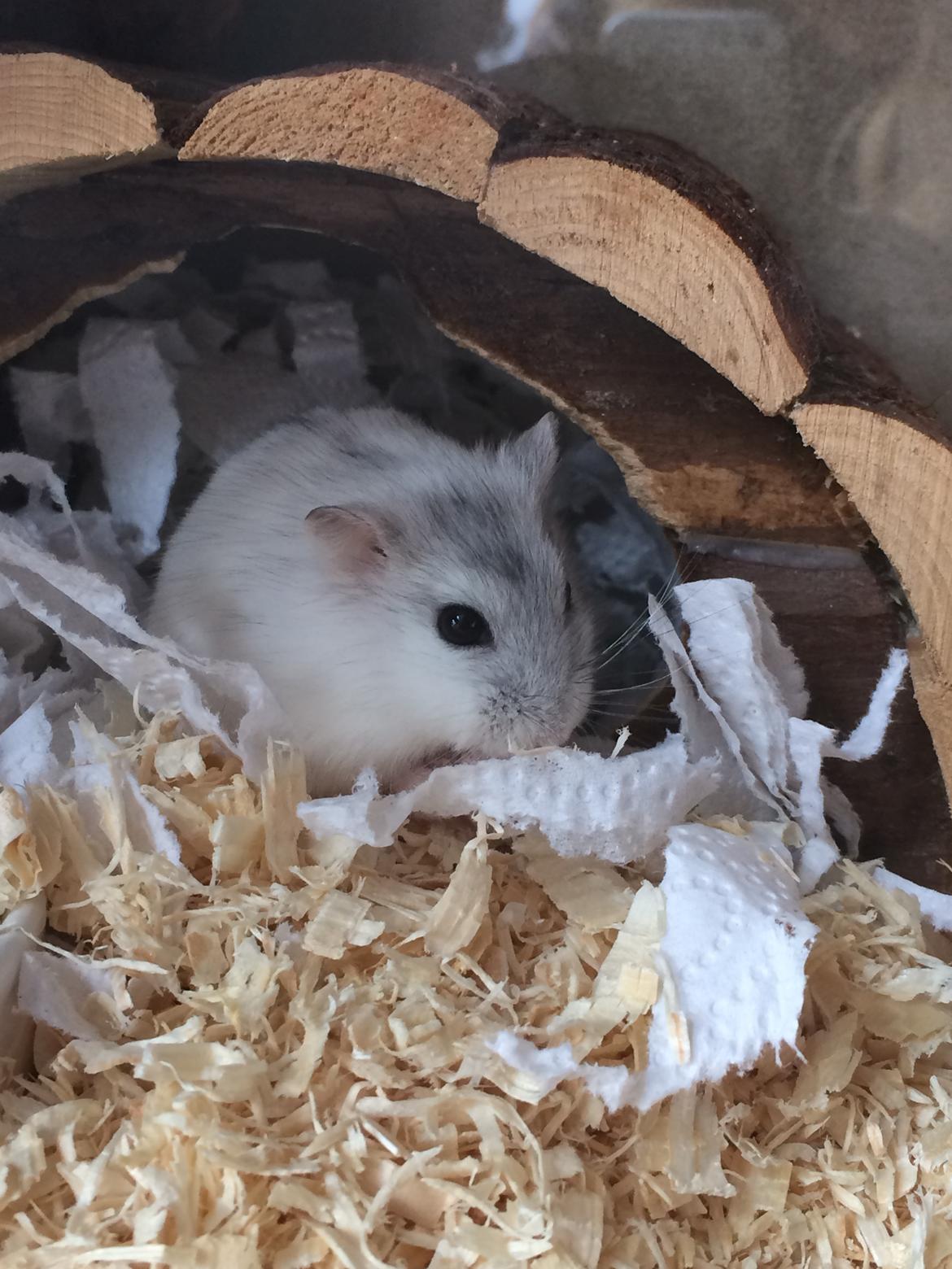 Dværghamster Nelson billede 7