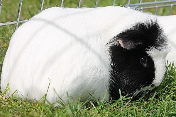 Marsvin Koreskas TAILLOW billede 16