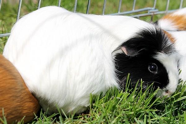 Marsvin Koreskas TAILLOW billede 17