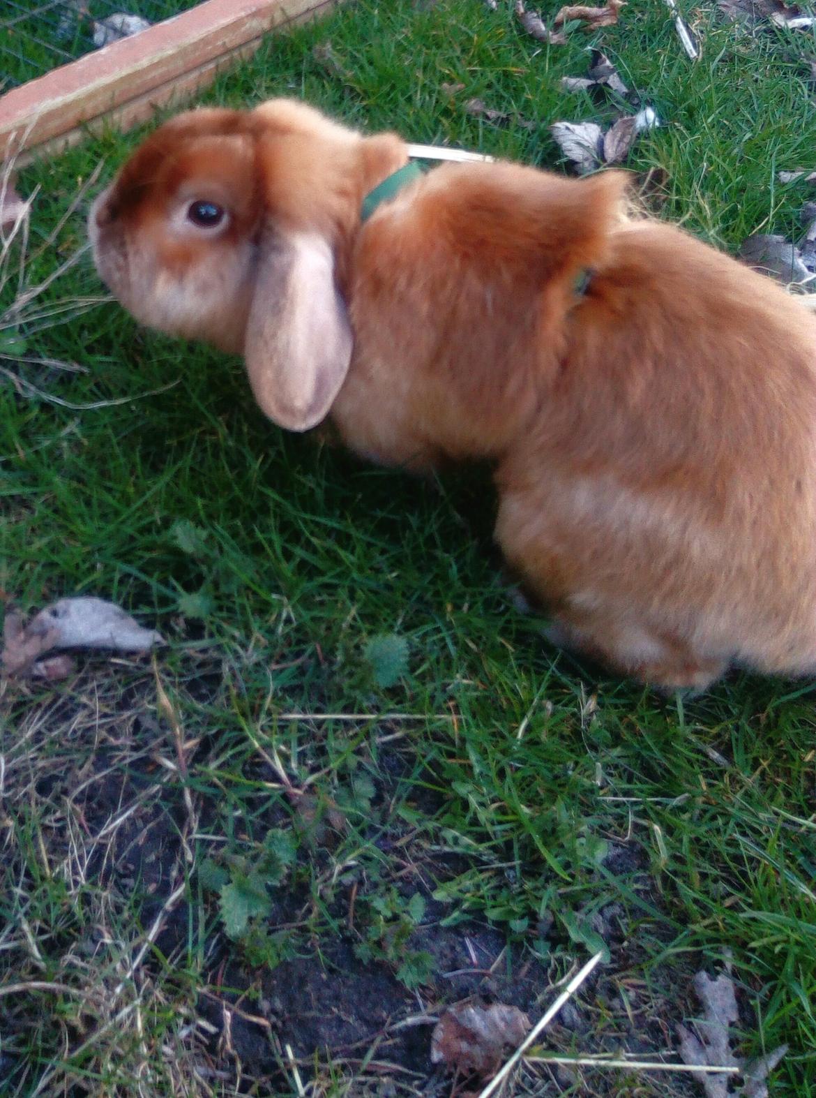 Kanin Mikkel  billede 1