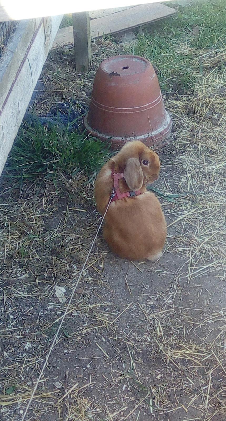 Kanin Mikkel  billede 2