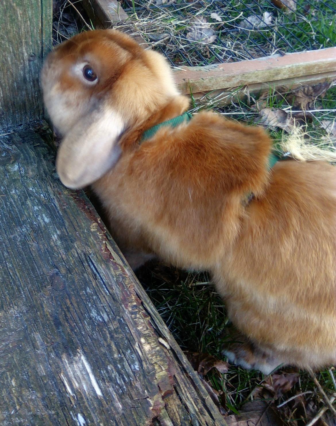 Kanin Mikkel  billede 3