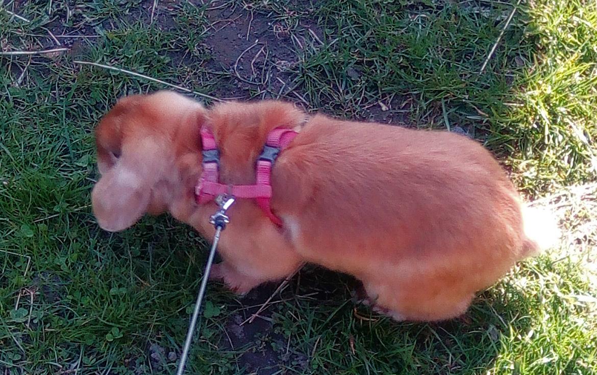 Kanin Mikkel  billede 5