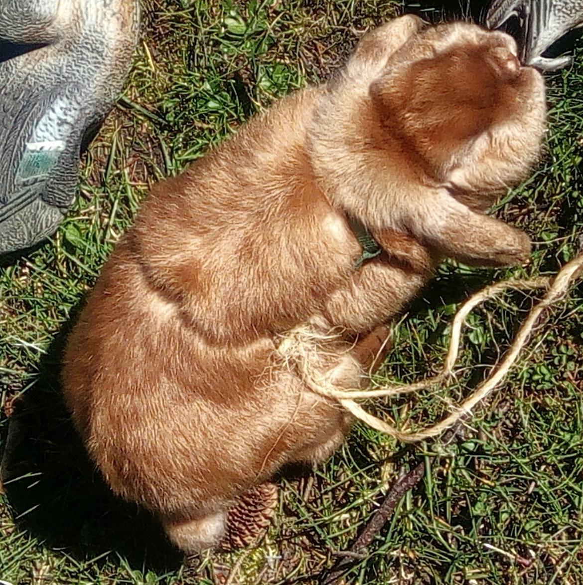 Kanin Mikkel  billede 4