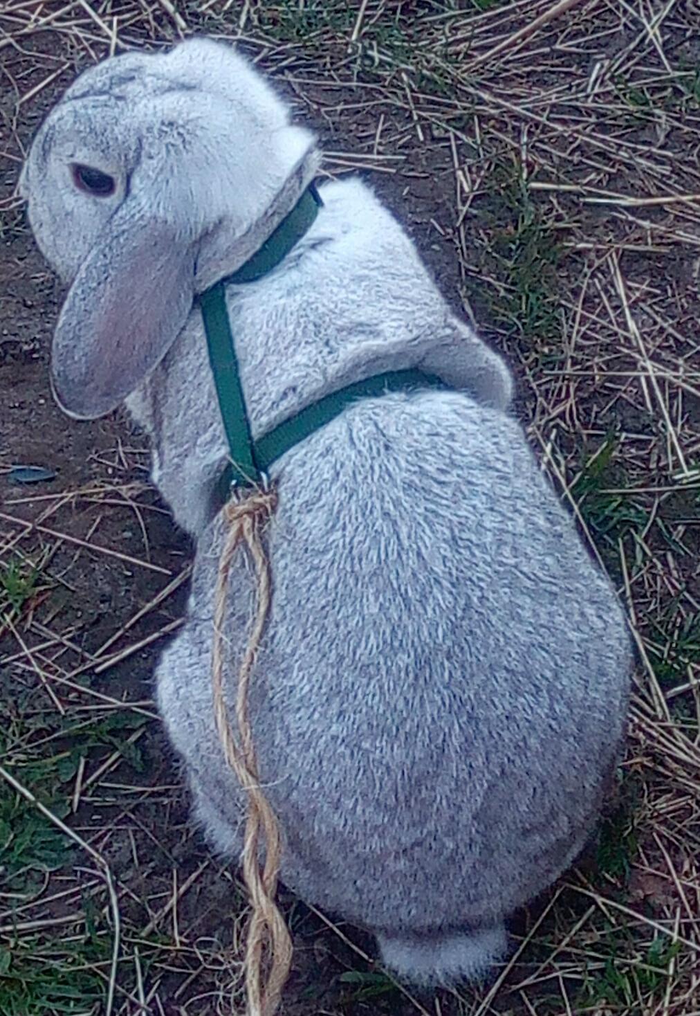 Kanin snowflakes billede 1