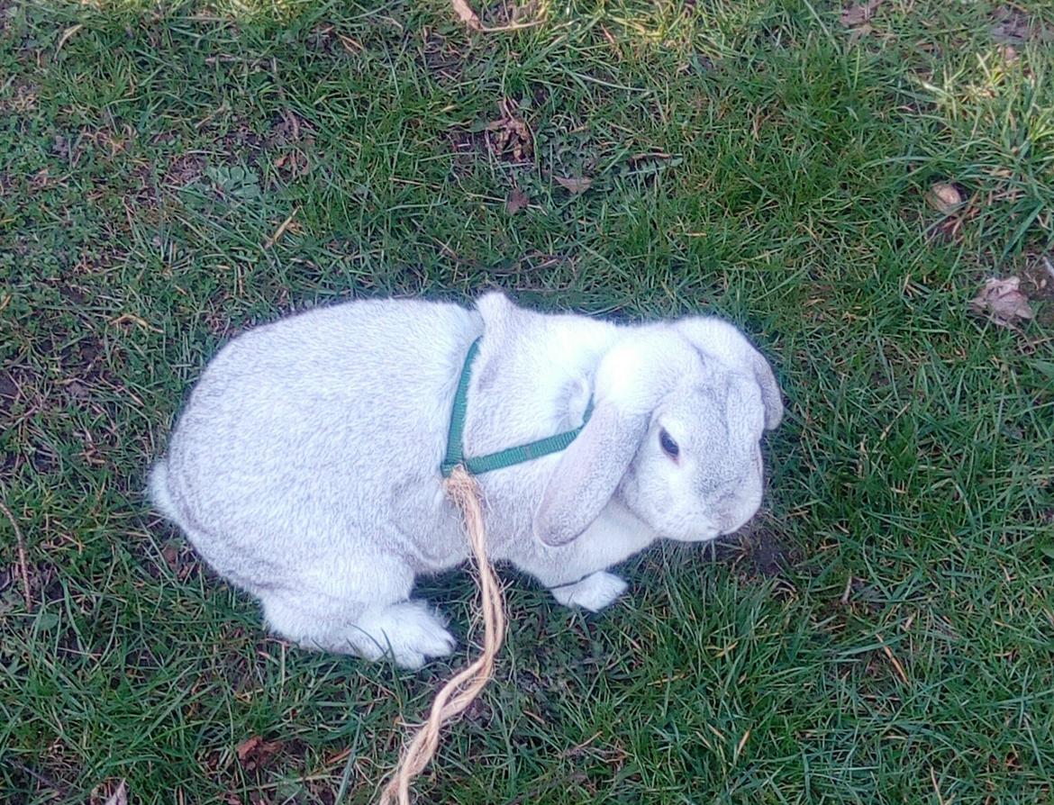 Kanin snowflakes billede 2