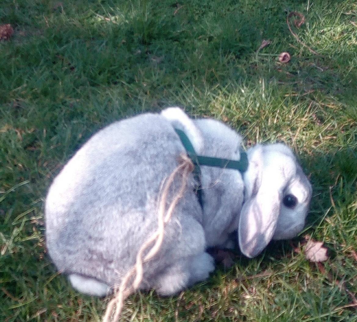 Kanin snowflakes billede 3