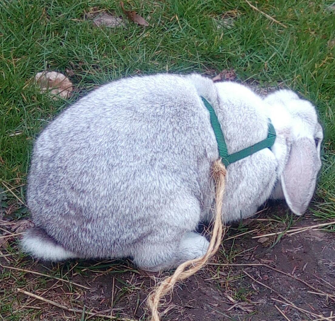 Kanin snowflakes billede 4