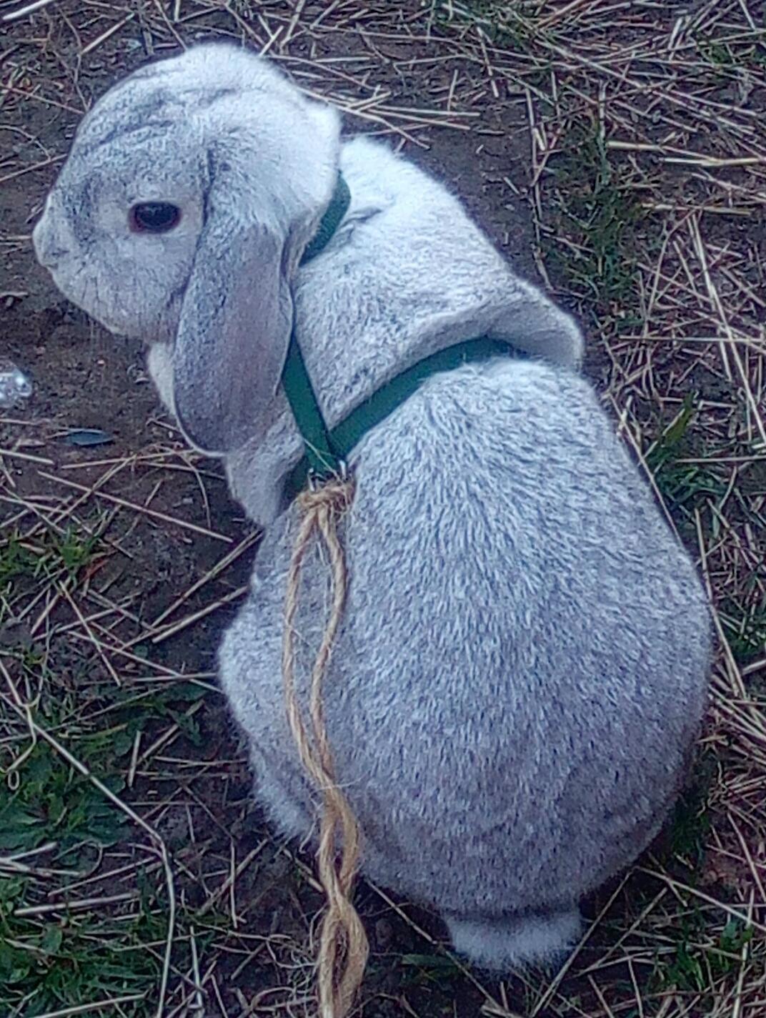 Kanin snowflakes billede 5