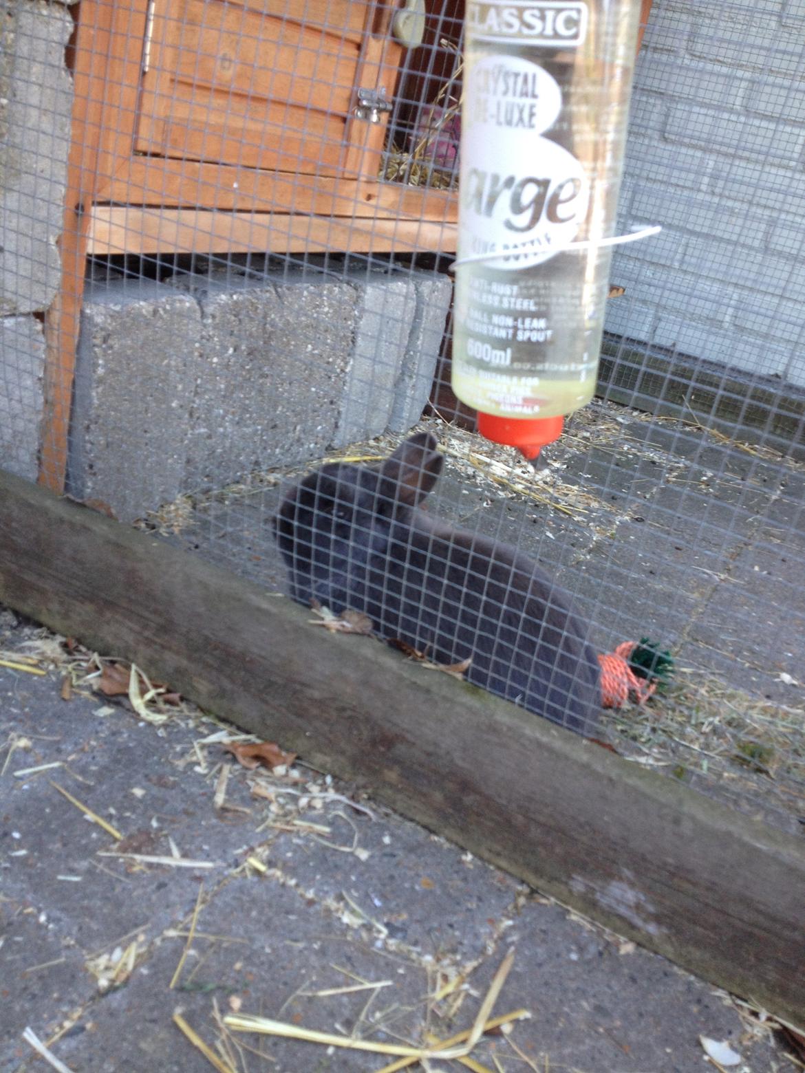 Kanin Bounty billede 2