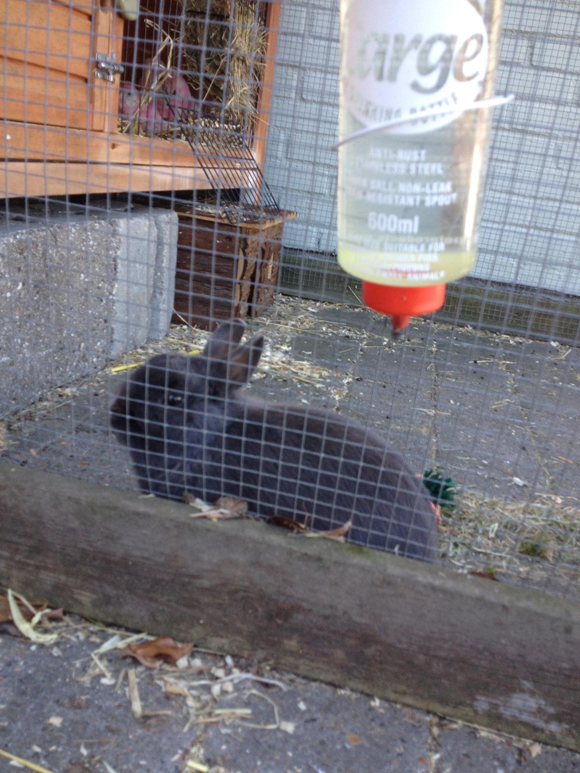 Kanin Bounty billede 3