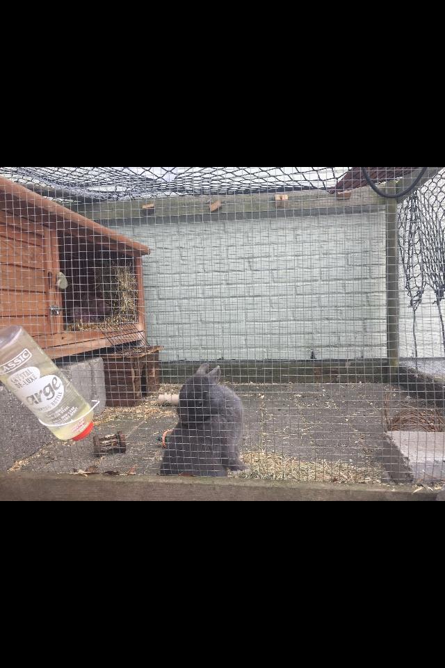 Kanin Bounty billede 4