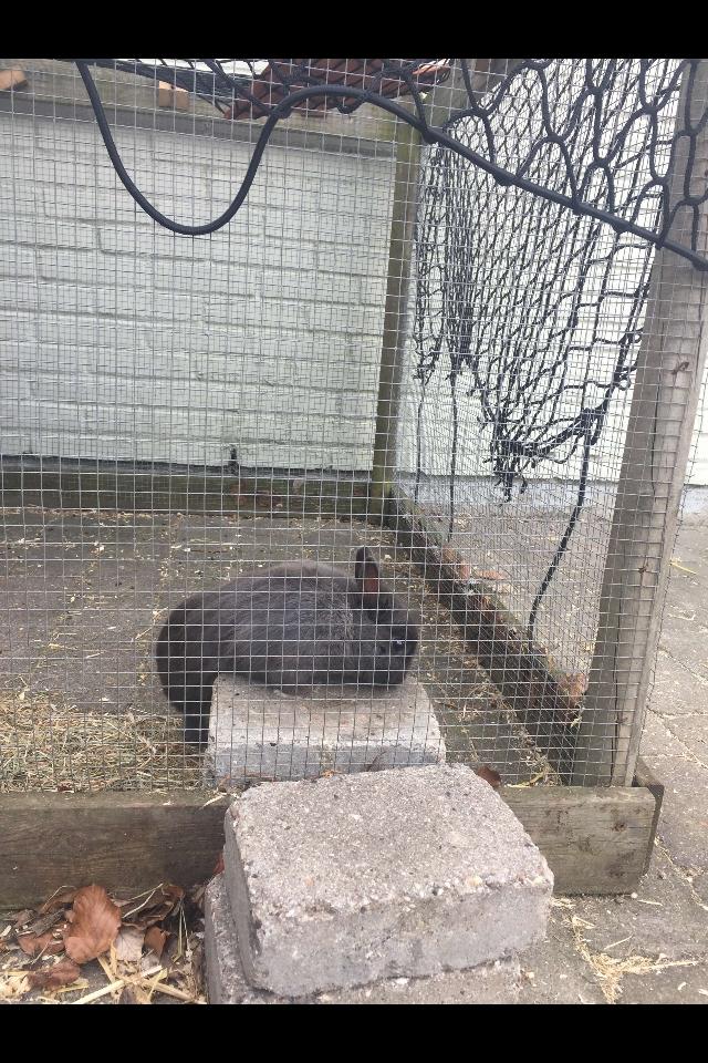 Kanin Bounty billede 5