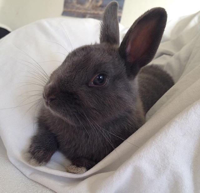 Kanin Bounty billede 1