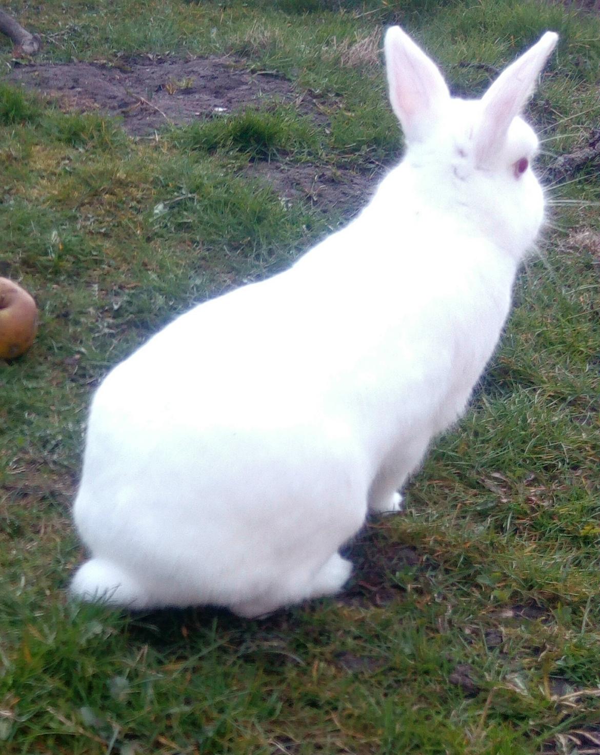 Kanin Smilla billede 1