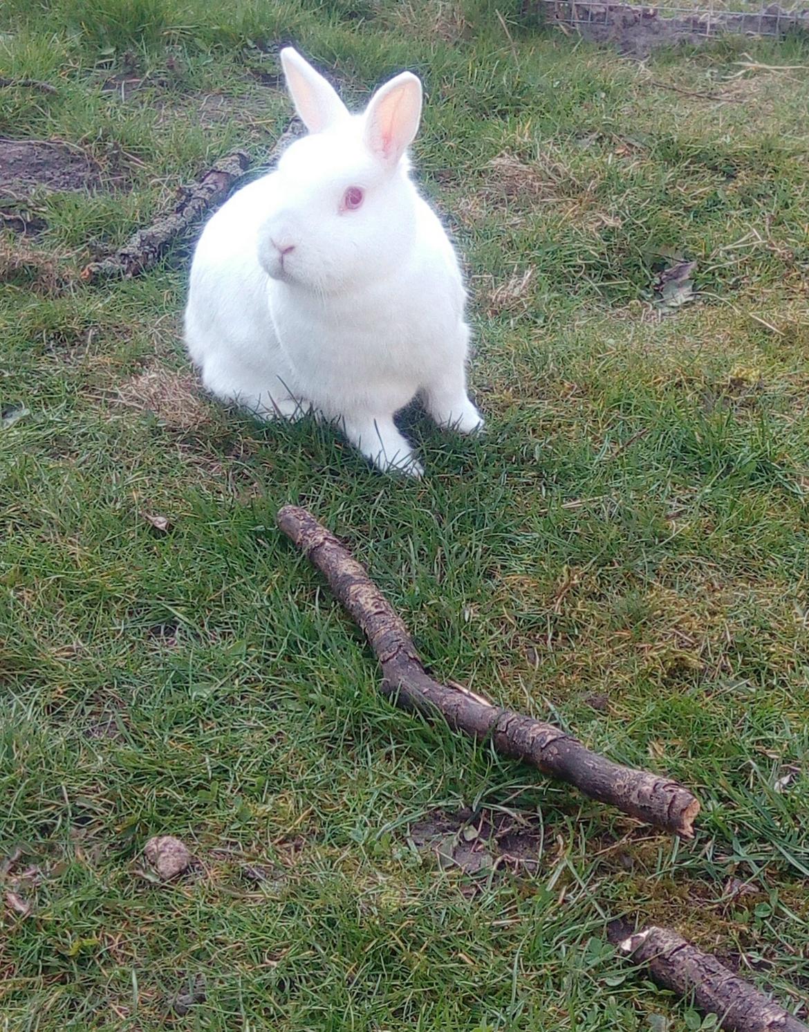 Kanin Smilla billede 2