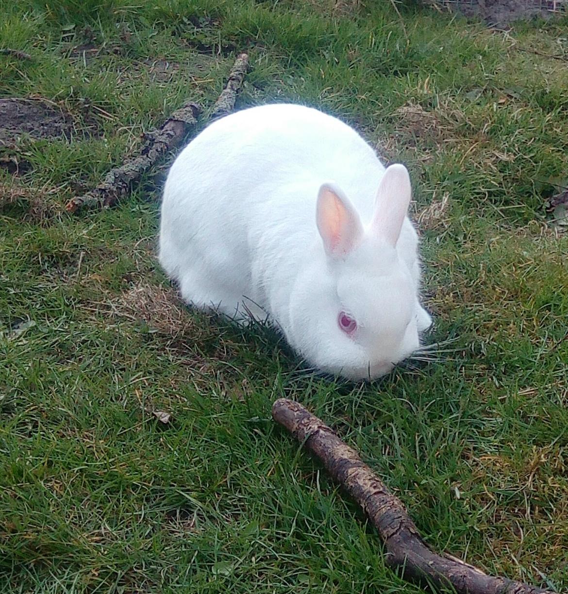 Kanin Smilla billede 3