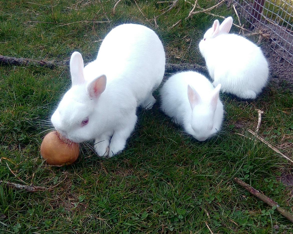 Kanin Smilla billede 4