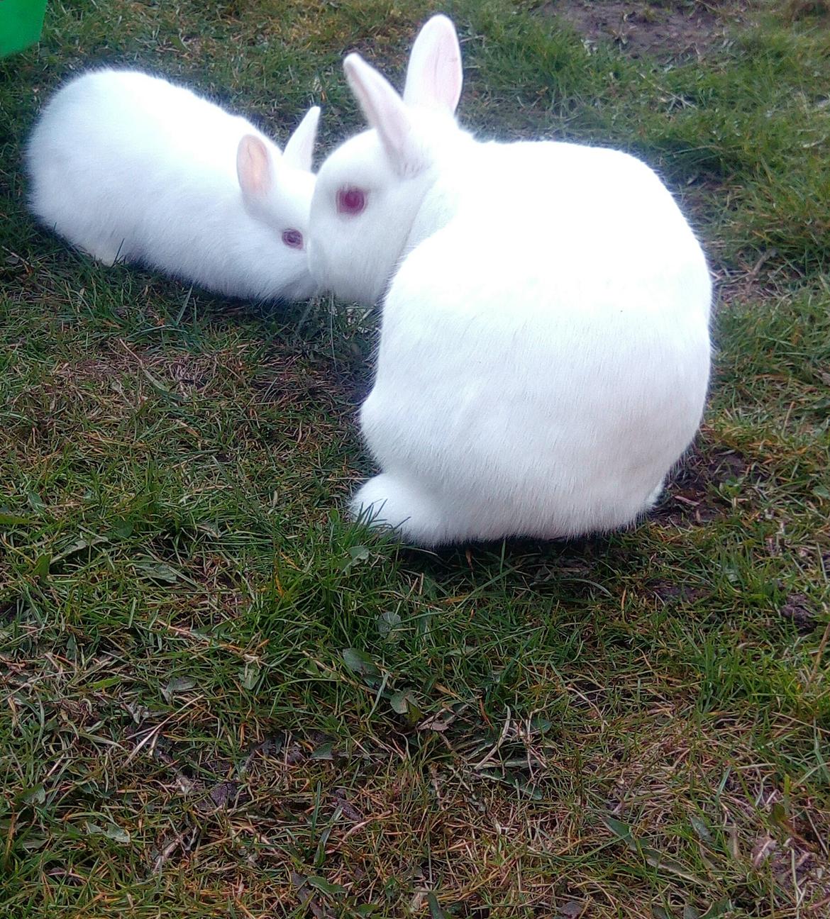 Kanin Smilla billede 5