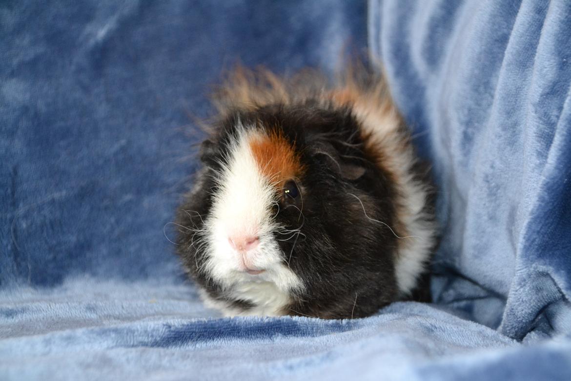 Marsvin Hector  billede 7