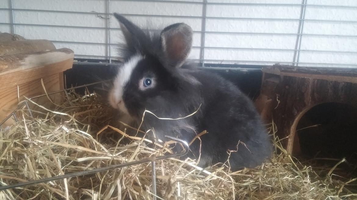 Kanin Ninka Ninus  billede 6