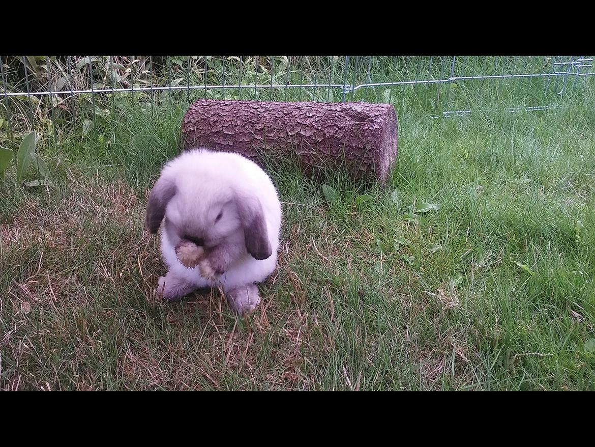 Kanin Pixie billede 5