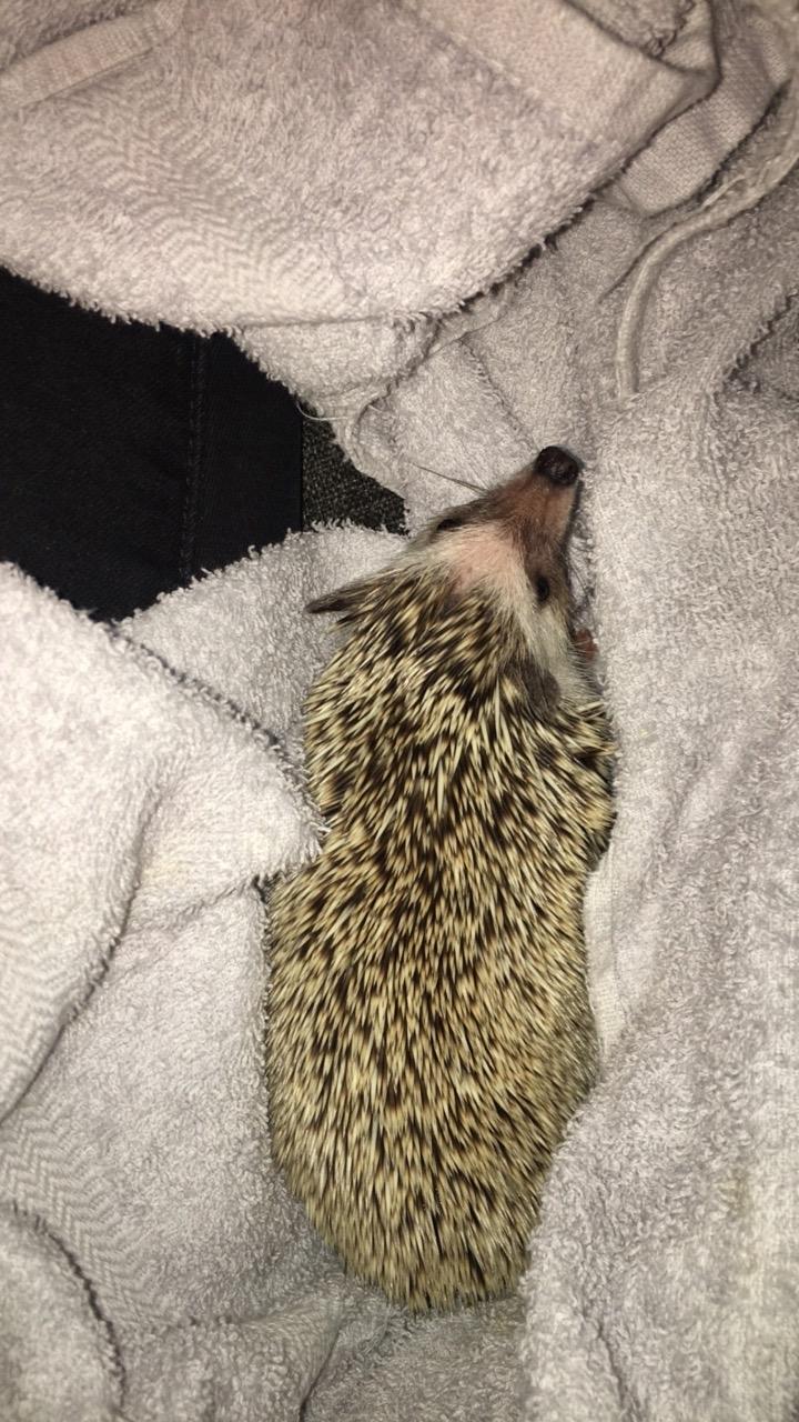 Pindsvin Rocco - Gået bort billede 7