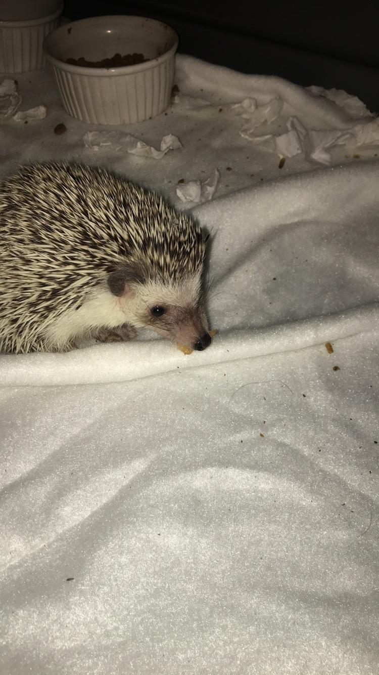 Pindsvin Rocco - Gået bort billede 8