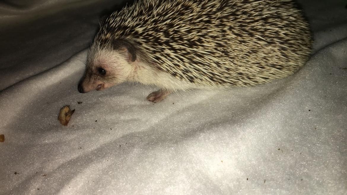 Pindsvin Rocco - Gået bort billede 9