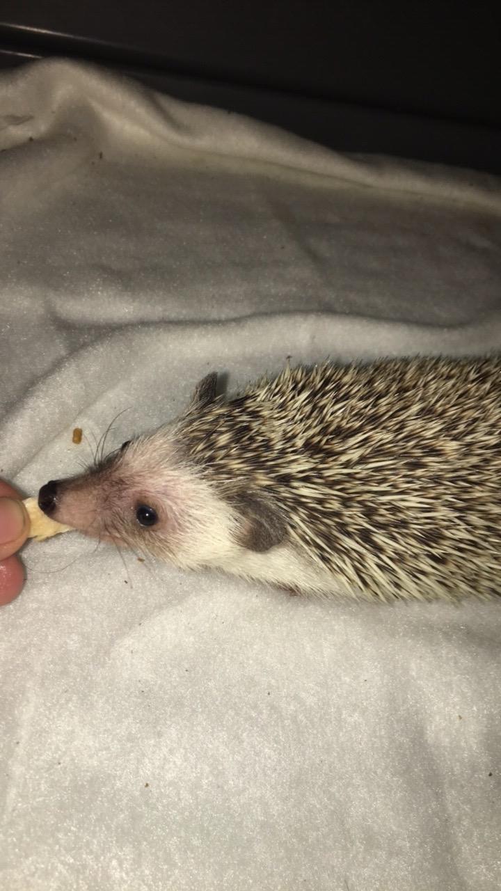 Pindsvin Rocco - Gået bort billede 10