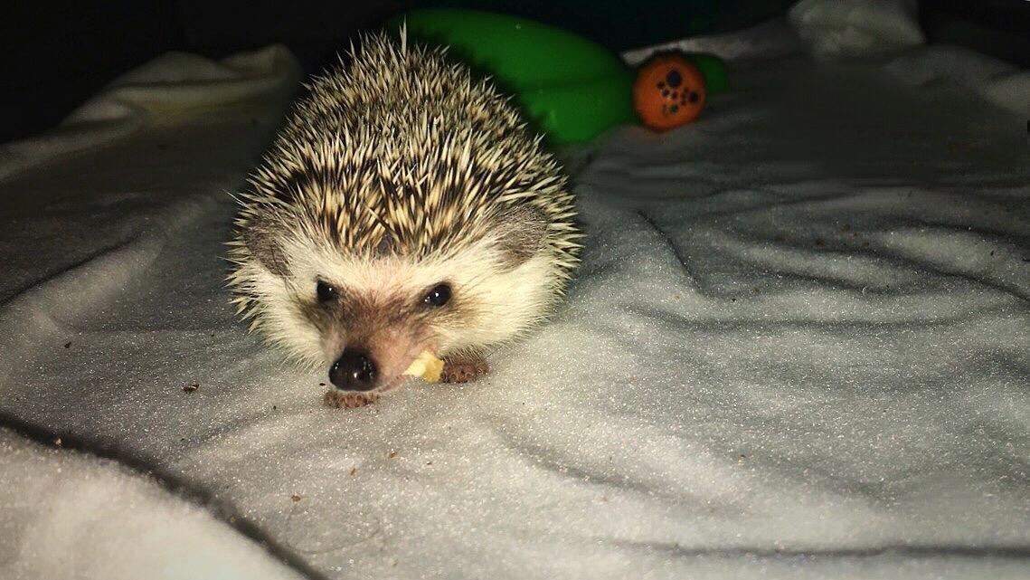 Pindsvin Rocco - Gået bort billede 11