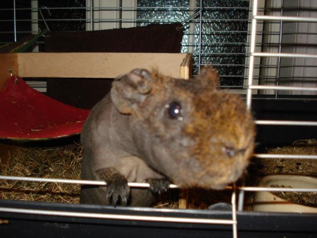 Marsvin ( Skinny) Jack O'Lantern von Fancy (kastrat) billede 15