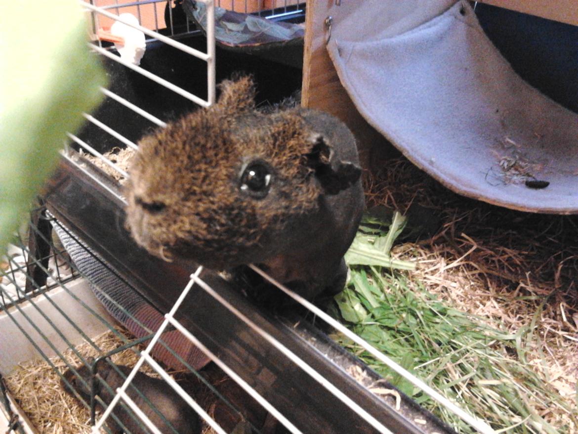 Marsvin ( Skinny) Jack O'Lantern von Fancy (kastrat) billede 16