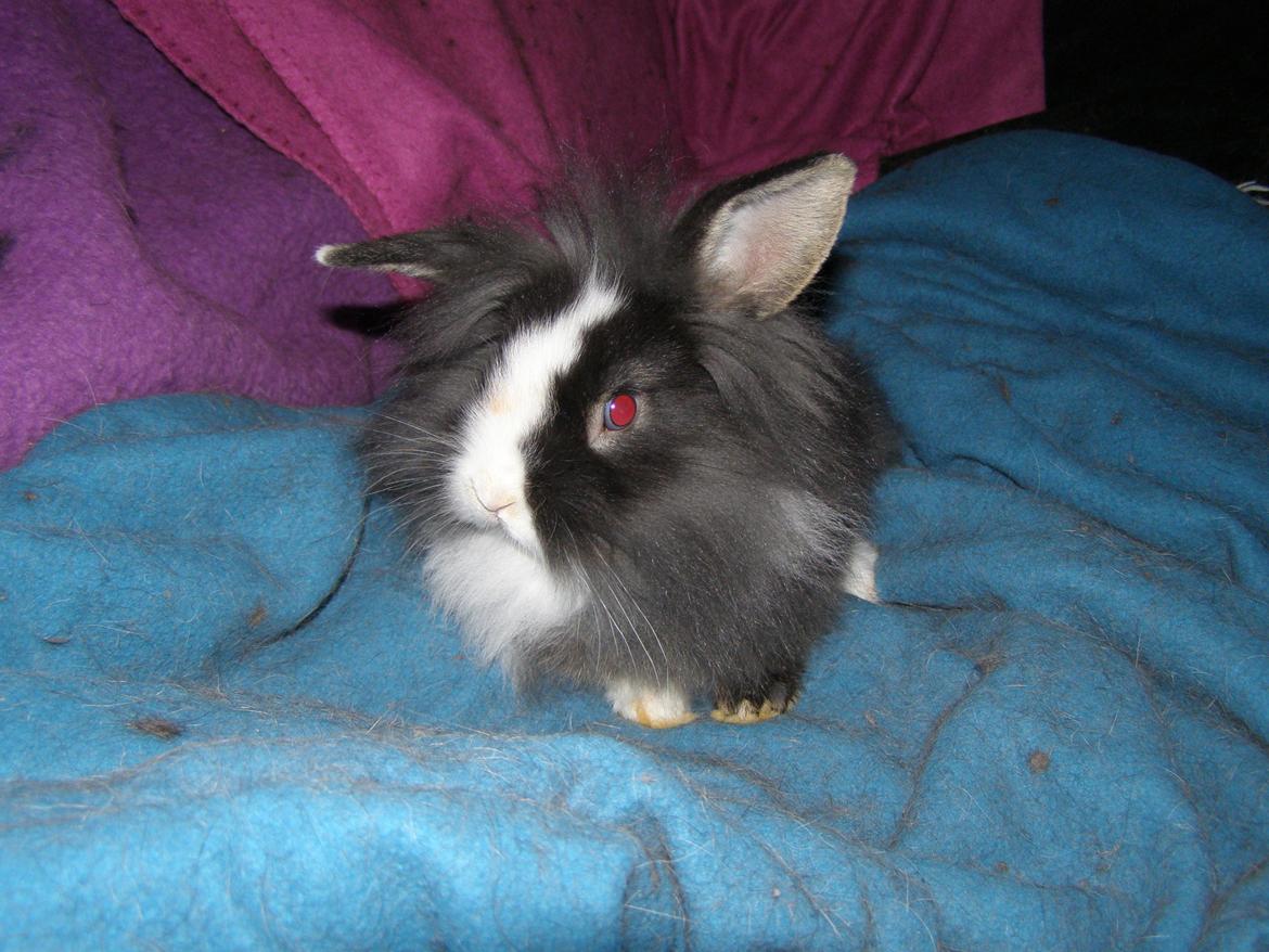 Kanin Ninka Ninus  billede 7