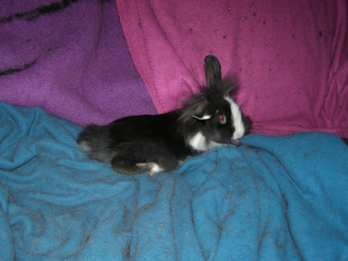Kanin Ninka Ninus  billede 8