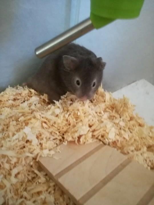 Hamster Hamsterhusets Obsidian *RIP* billede 1