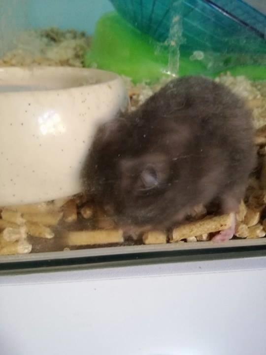 Hamster Hamsterhusets Obsidian *RIP* billede 8
