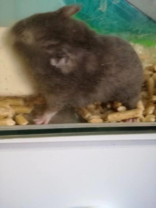 Hamster Hamsterhusets Obsidian *RIP* billede 11
