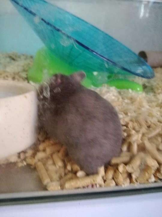 Hamster Hamsterhusets Obsidian *RIP* billede 12