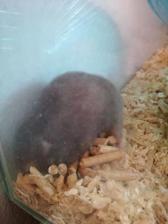 Hamster Hamsterhusets Obsidian *RIP* billede 15
