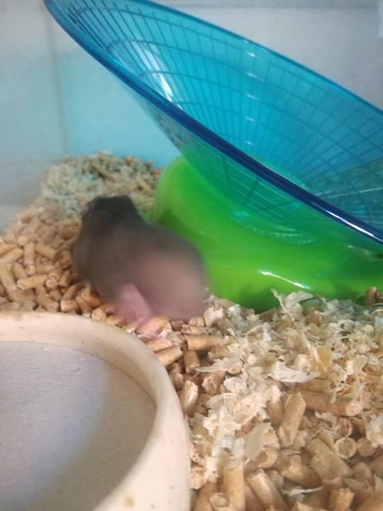 Hamster Hamsterhusets Obsidian *RIP* billede 13
