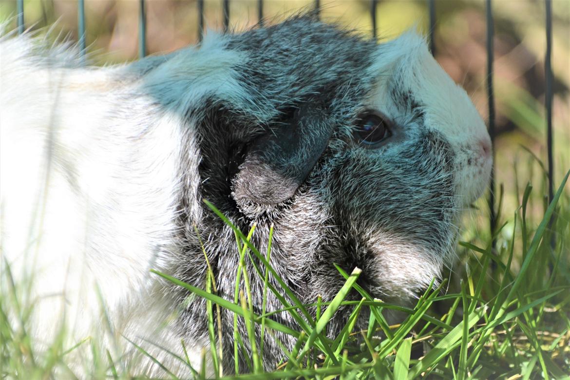 Marsvin Mew billede 8