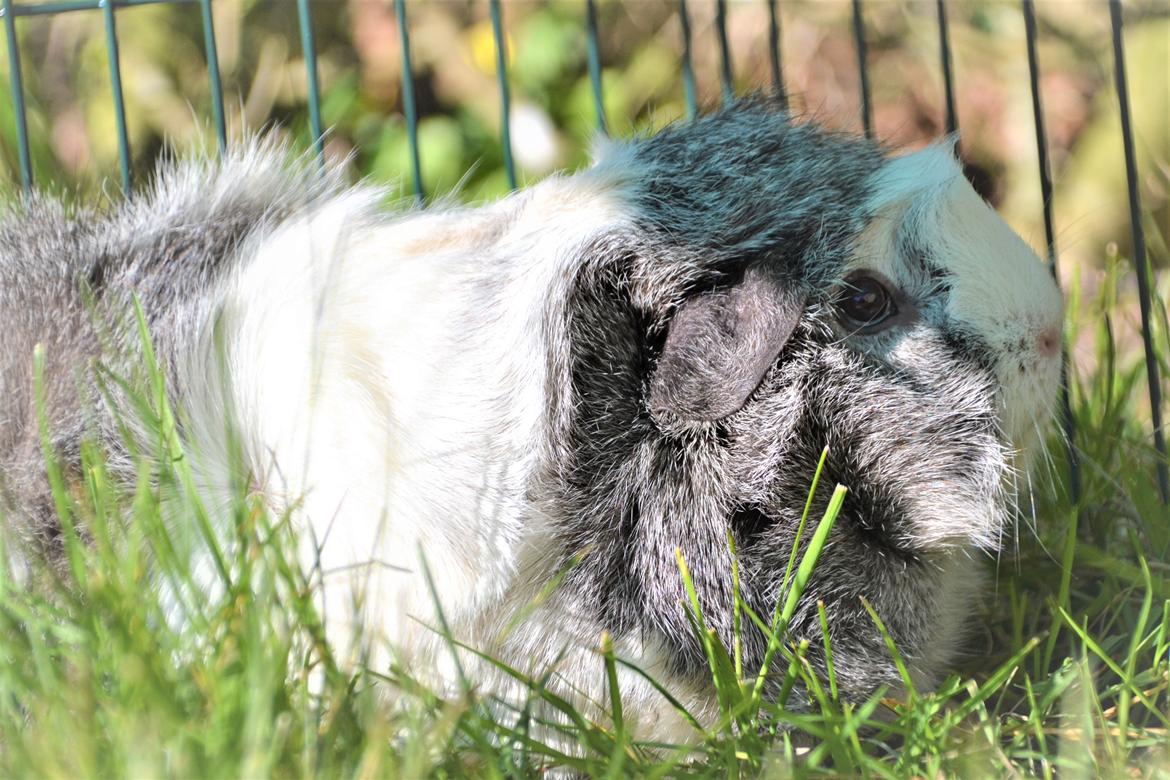 Marsvin Mew billede 7