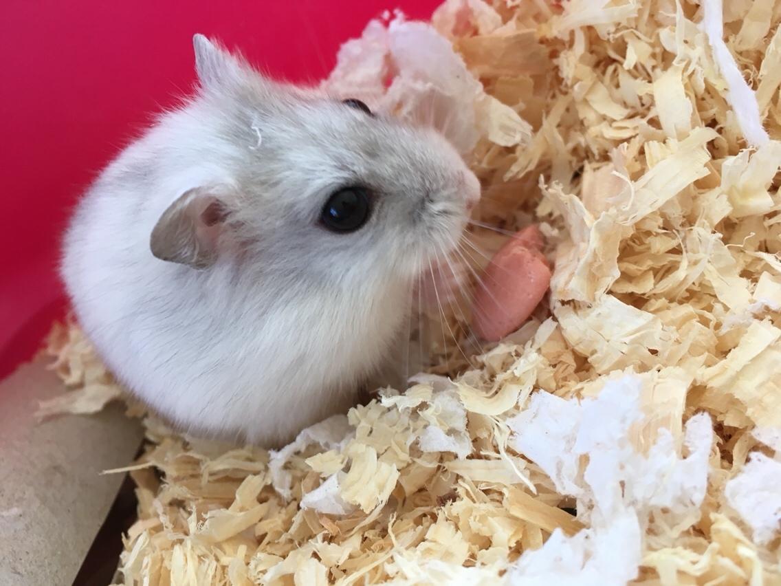 Dværghamster Unavngivet billede 1