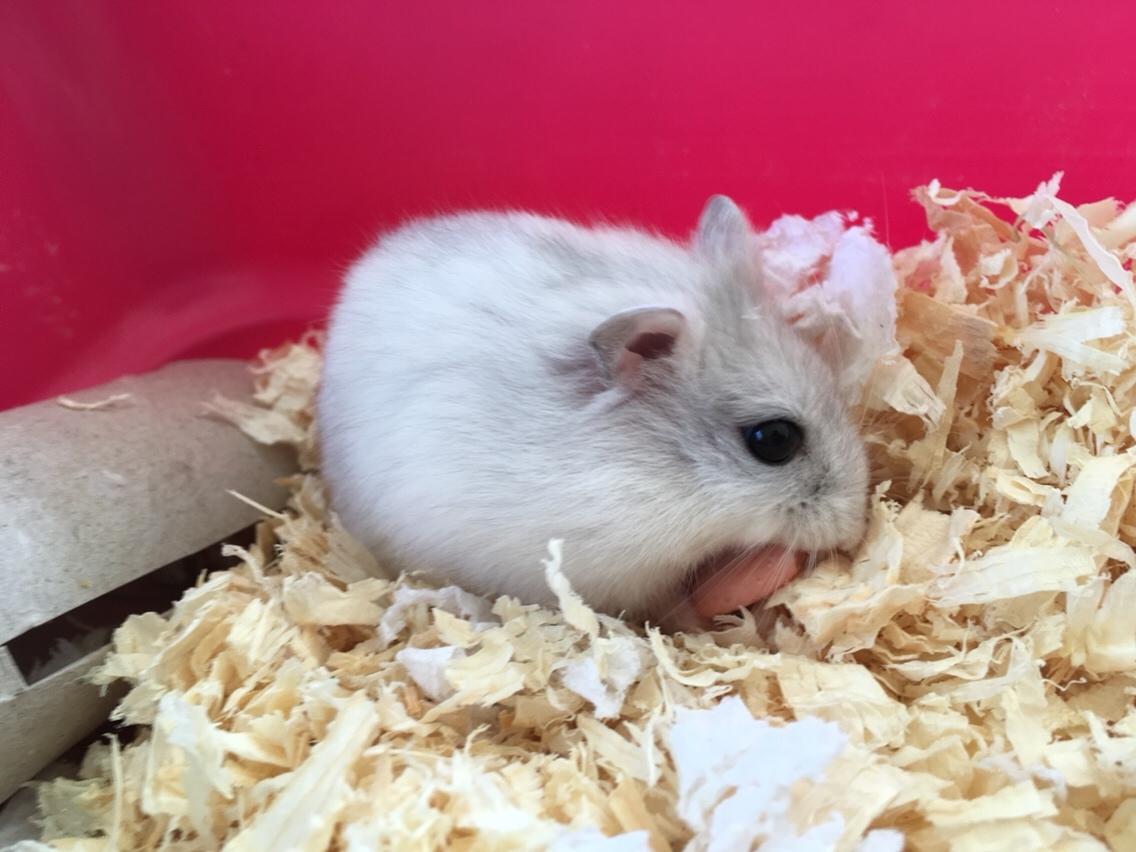Dværghamster Unavngivet billede 2