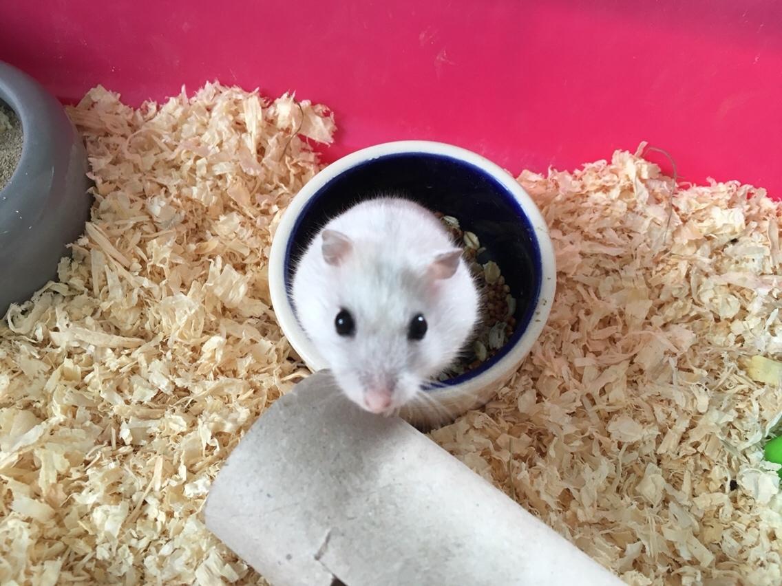 Dværghamster Unavngivet billede 3
