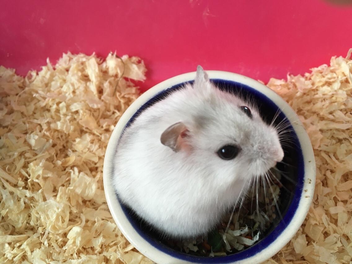 Dværghamster Unavngivet billede 4