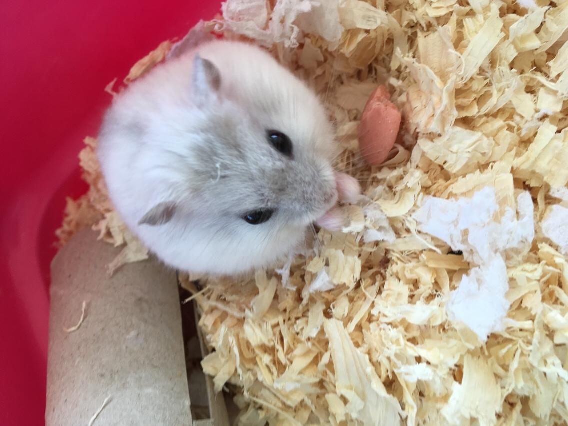 Dværghamster Unavngivet billede 5